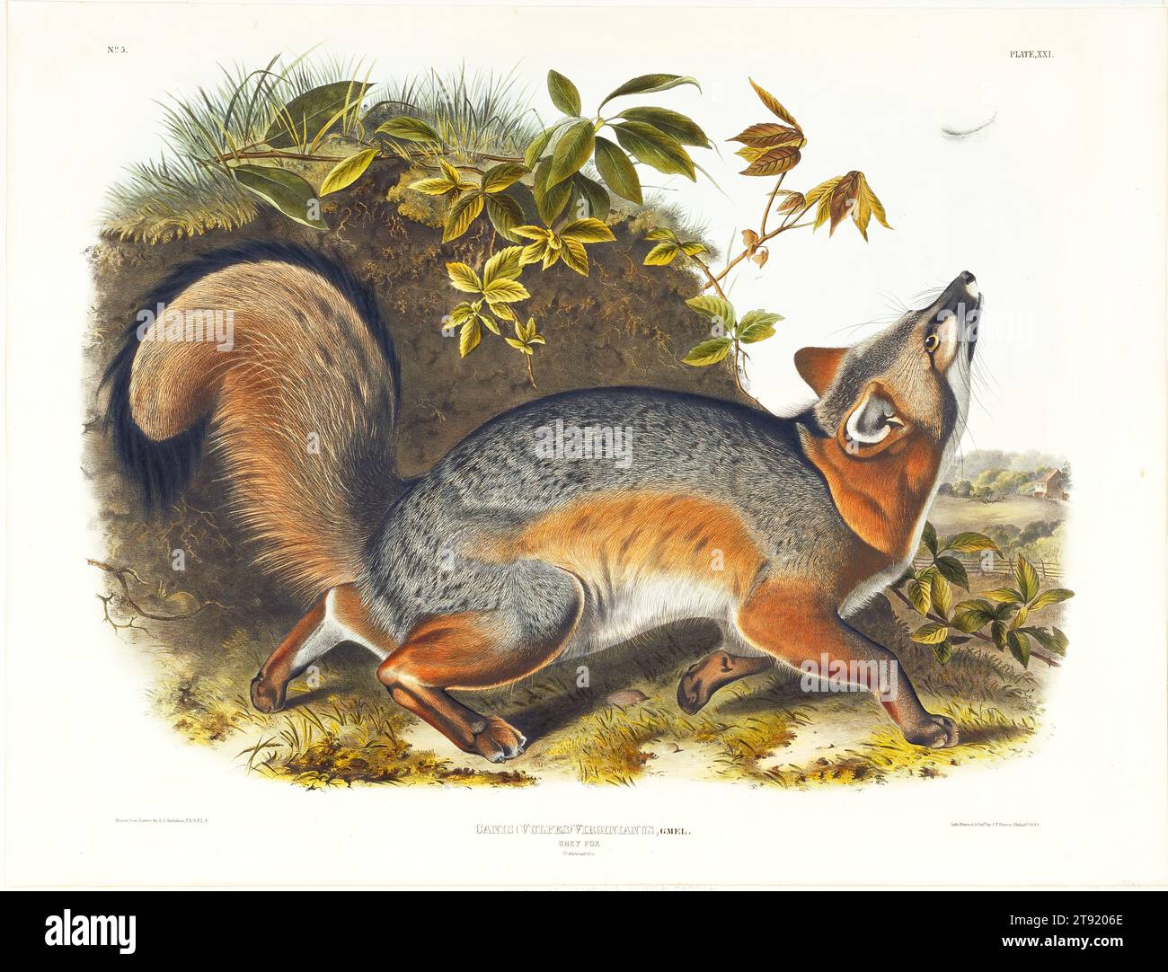 Grey Fox, 1845, after John James Audubon; Lithographer: John T. Bowen; Printer: John T. Bowen, American (born Saint-Domingue, now Haiti), American (born Saint-Domingue, now Haiti), 1785-1851, 19 1/2 x 23 1/2 in. (49.53 x 59.69 cm) (image), Hand-colored lithograph, United States, 19th century Stock Photo