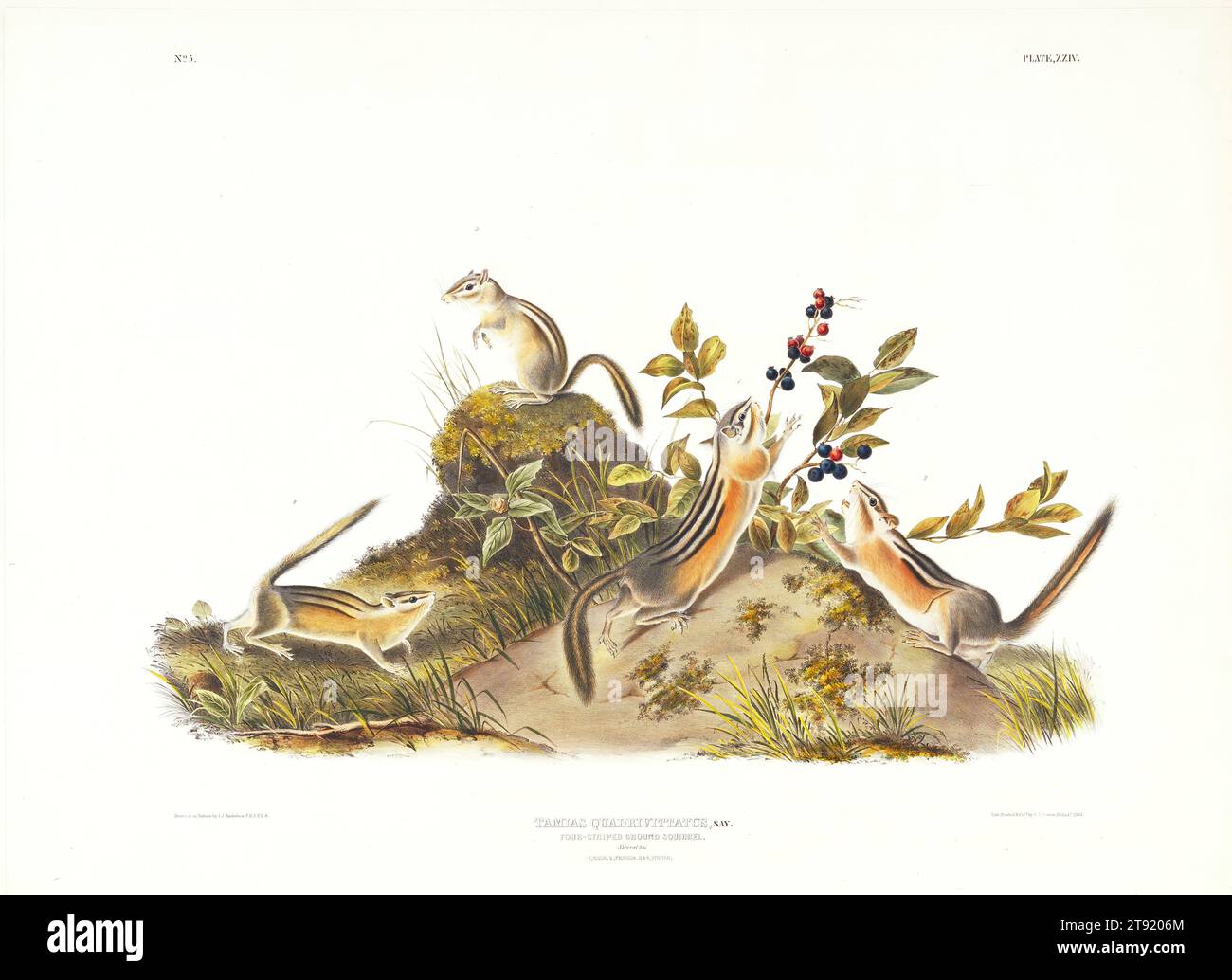 Four-striped Ground Squirrel, 1845-1848, after John James Audubon; Lithographer: John T. Bowen; Printer: John T. Bowen, American (born Saint-Domingue, now Haiti), American (born Saint-Domingue, now Haiti), 1785-1851, 18 1/2 x 22 in. (46.99 x 55.88 cm) (image), Hand-colored lithograph, United States, 19th century Stock Photo