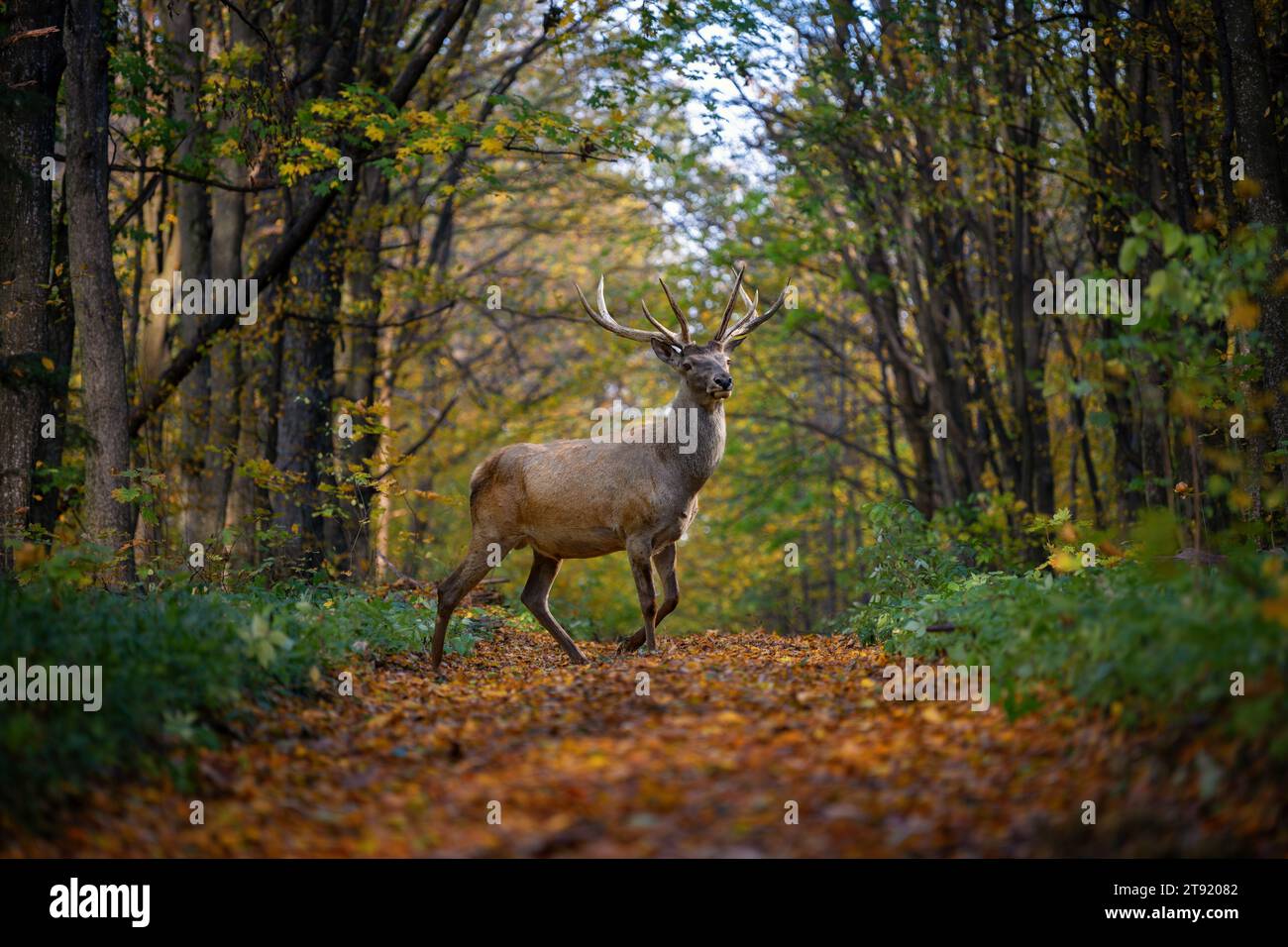 Majestic deer with big horns stag in autumn forest. Wildlife scene from nature Stock Photo