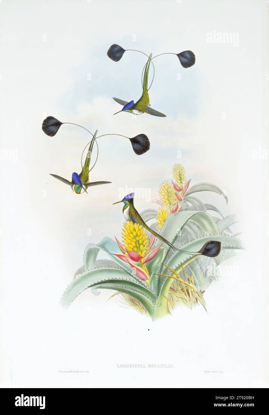 Plate 161, Vol. III. Loddigesia Mirabilis, 1849-1887, John Gould; Lithographer: Henry Constantine Richter; Printer: Walter & Cohn, British, 1804 - 1881, 18 1/2 x 11 3/4 in. (46.99 x 29.85 cm) (image), Hand-colored lithograph, England, 19th century Stock Photo