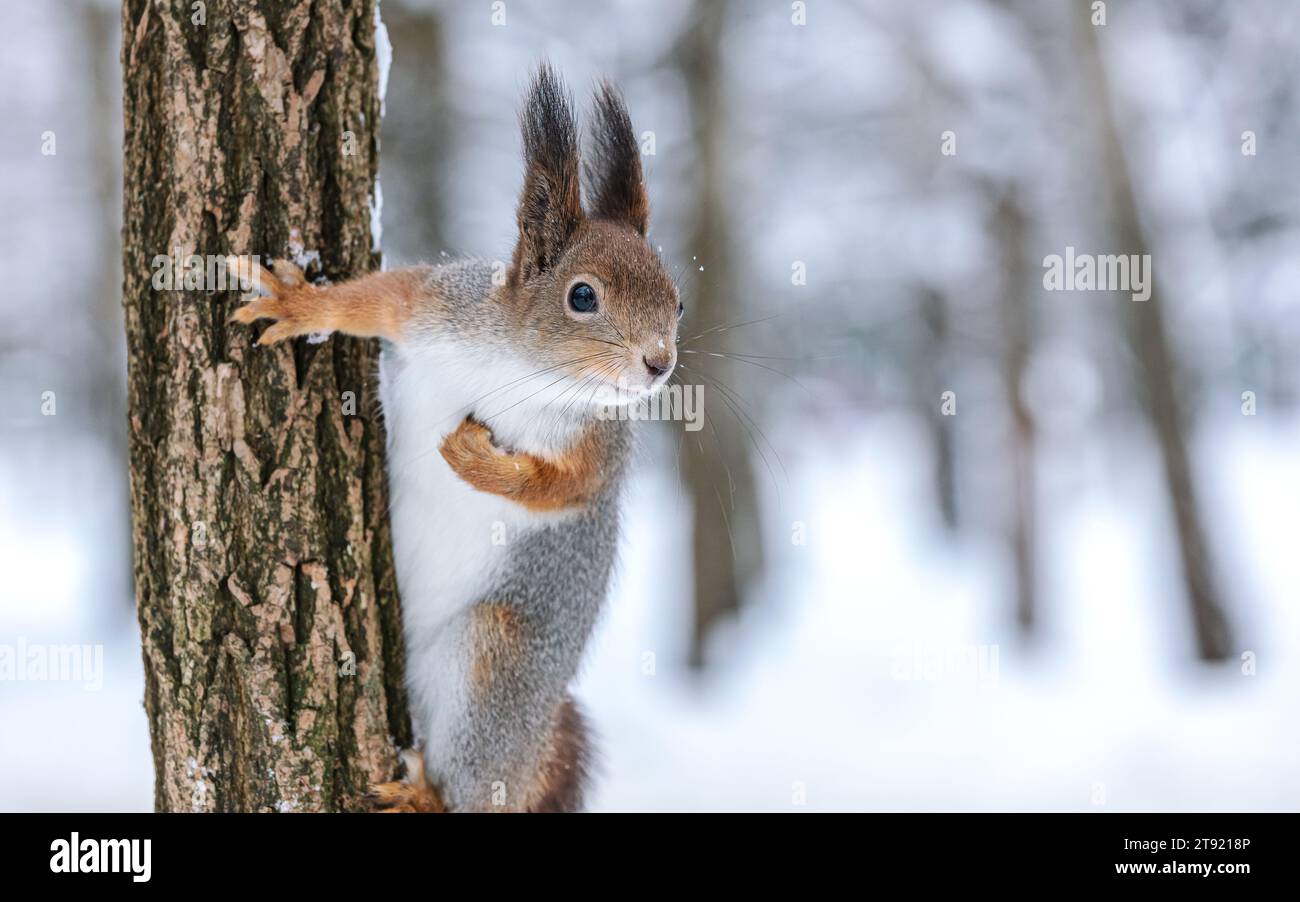 red squirrel sitting on tree trunk against blurred winter forest background Stock Photo