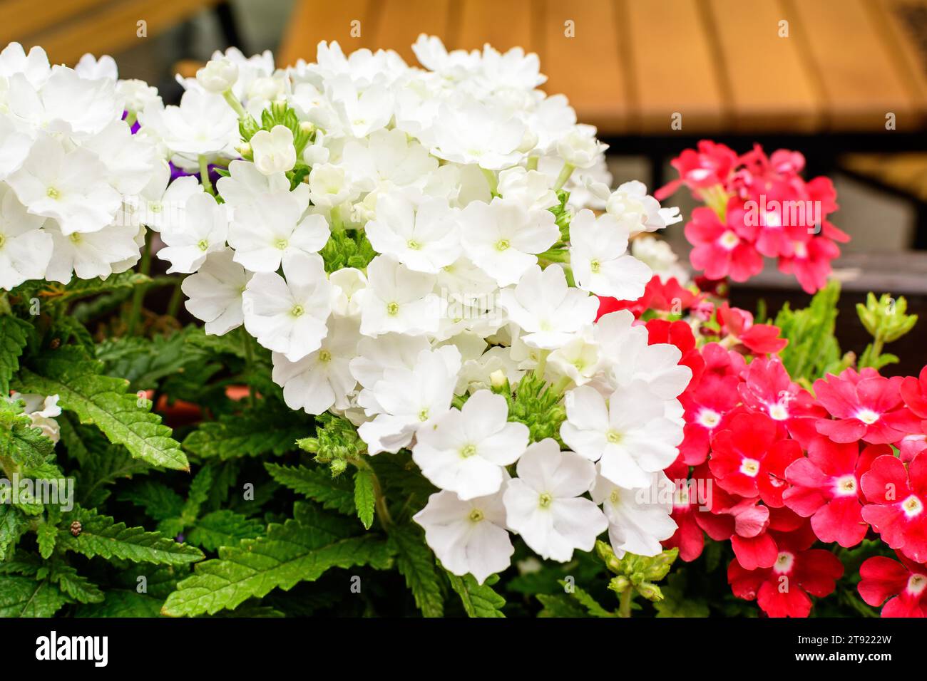 Delicate white and vivid red flowers of Verbena Hybrida Nana Compacta plant in small garden pots displayed for sale at a market in a sunny summer day Stock Photo