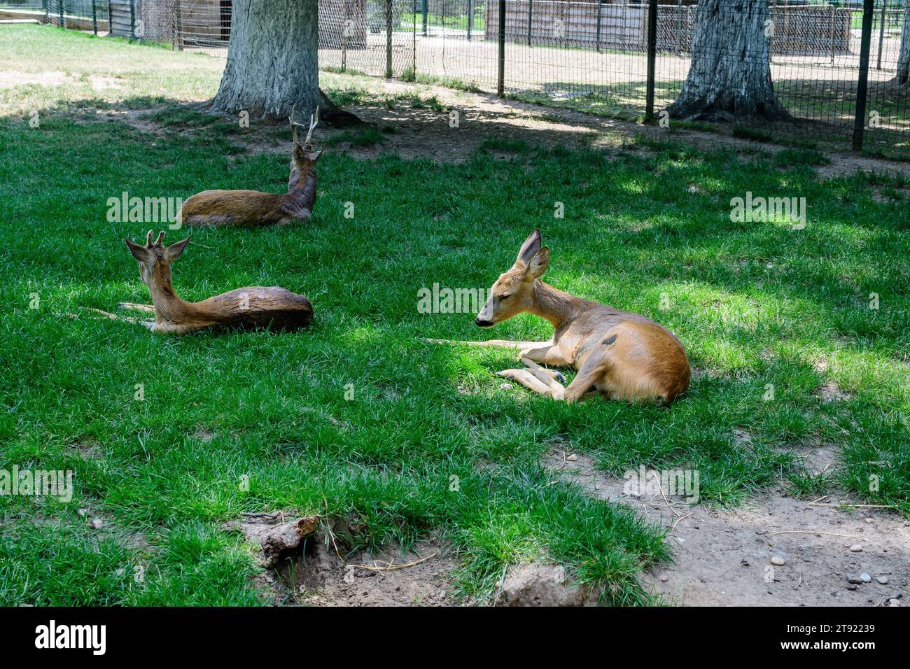 Small baby deers on a green grass in a garden Stock Photo