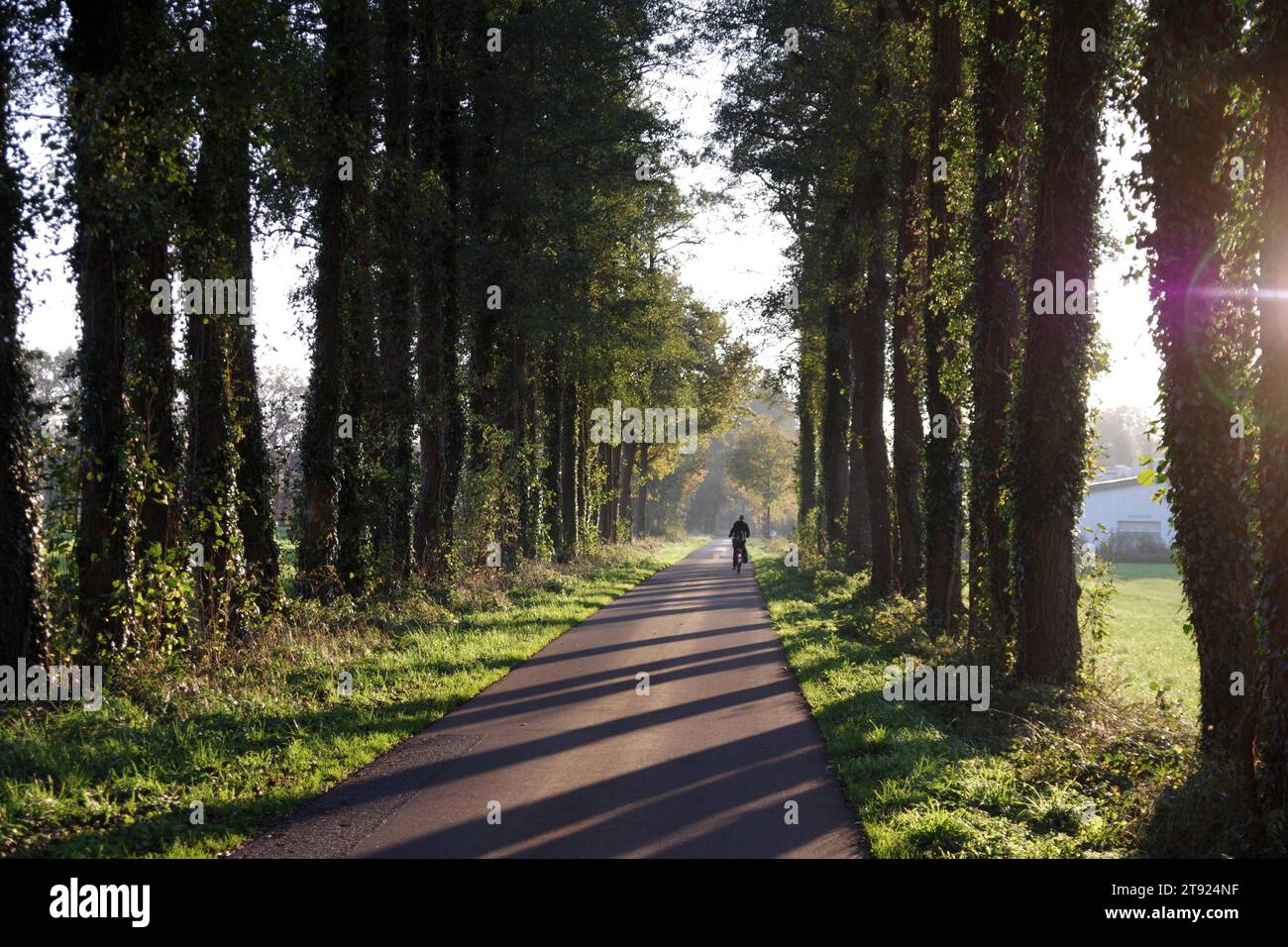 Road, cyclist, shadow, trees, sunlight, landscape, Germany, The low autumn sun casts shadows from the trees onto the asphalt. A lone cyclist rides Stock Photo