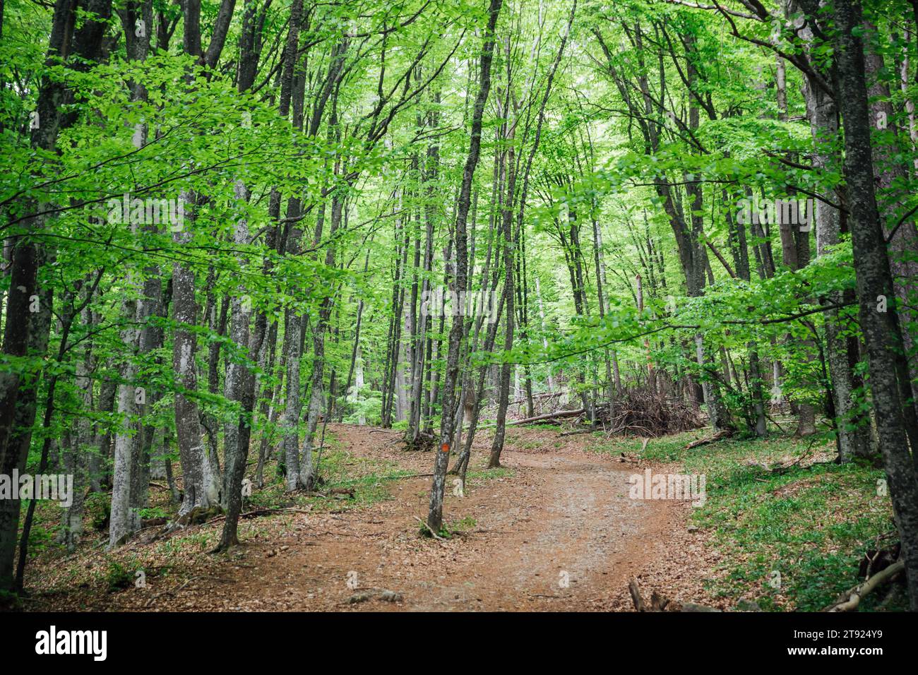 Empty path in green deciduous forest Stock Photo - Alamy