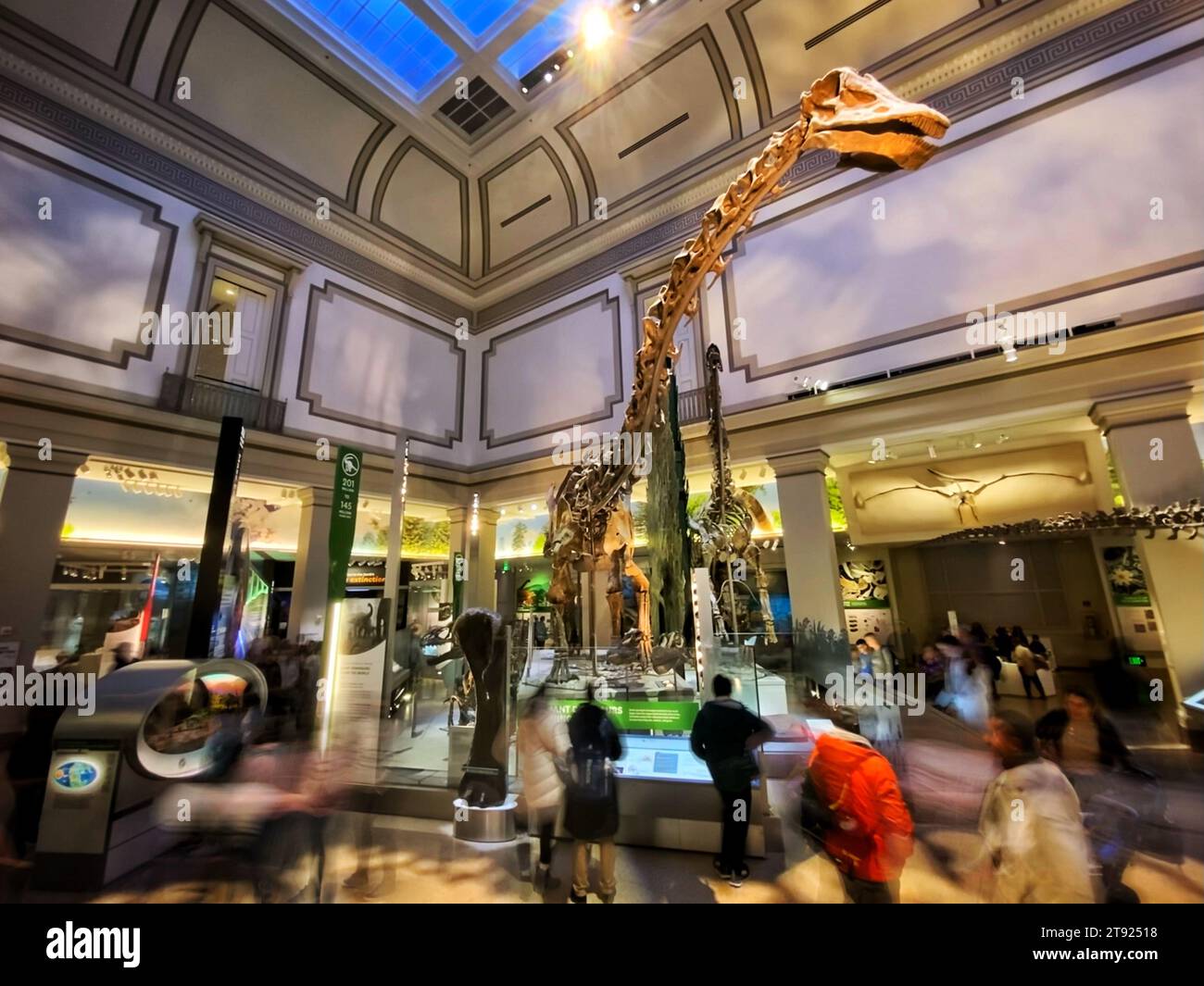 The Hall of Fossils at the Smithsonian National Museum of Natural History in Washington DC with a Diplodocus skeleton towering over visitors Stock Photo
