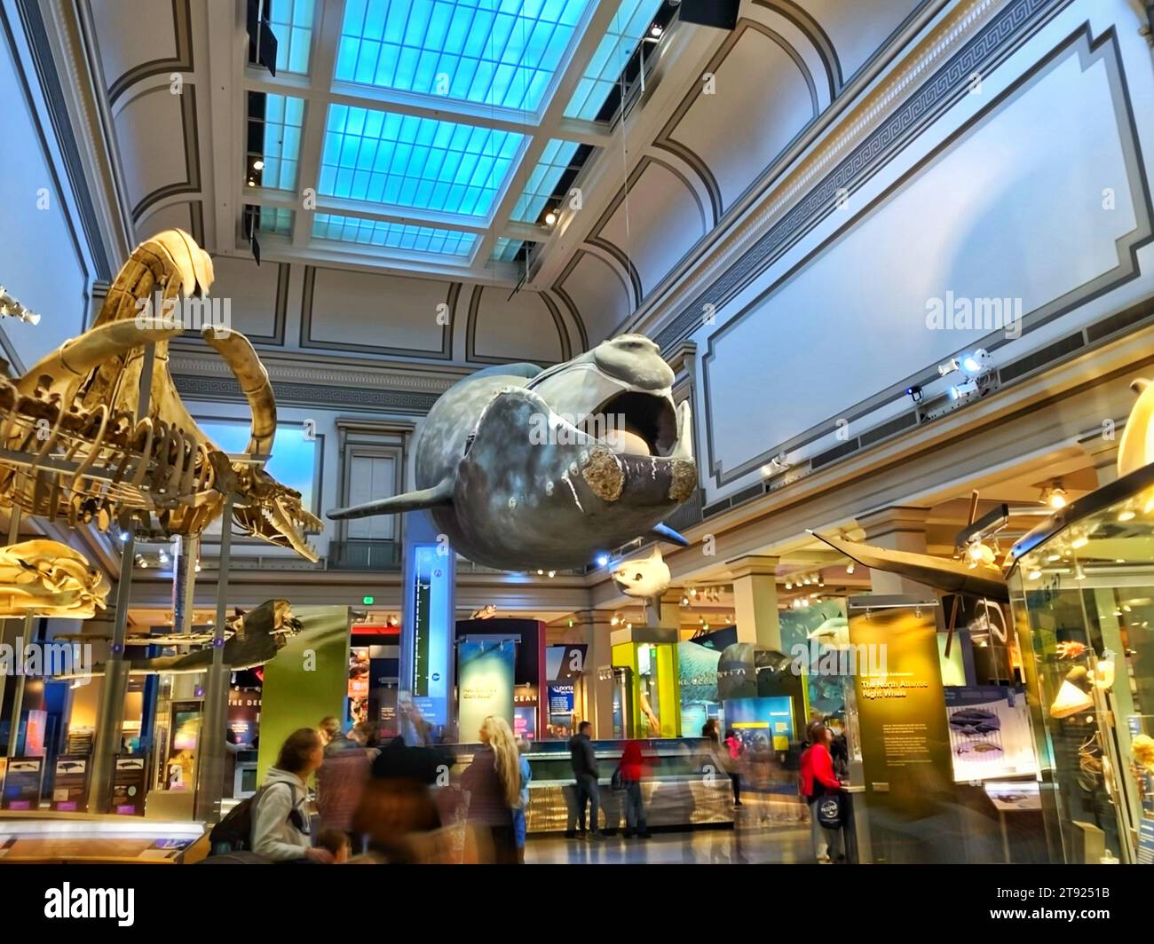 The Hall of Oceans at the Smithsonian National Museum of Natural History in Washington DC with a North Atlantic right whale towering over visitors Stock Photo