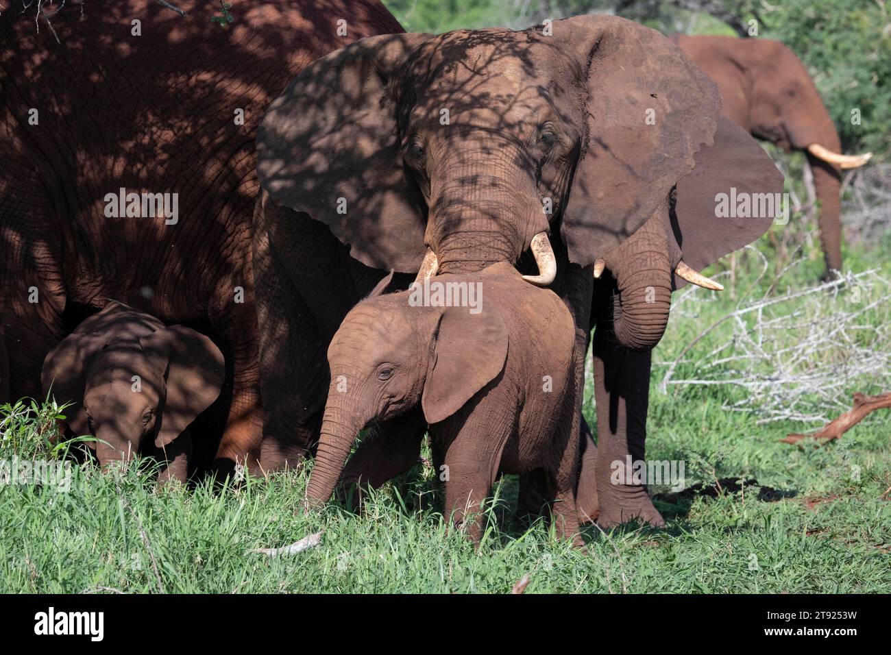 African elephant (Loxodonta africana), Zimanga private game reserve, Elephant Park, KwaZulu-Natal, South Africa Stock Photo