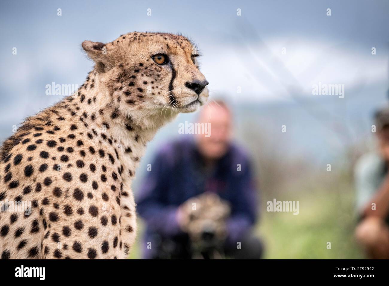 Cheetah (Acinonyx jubatus), game viewing with guide, Zimanga private game reserve, KwaZulu-Natal, South Africa Stock Photo