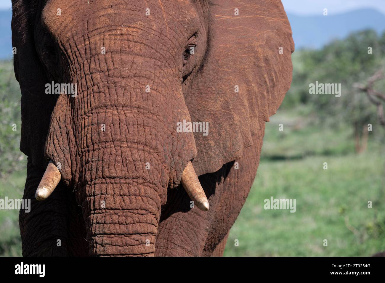 African elephant (Loxodonta africana), Zimanga private game reserve, Elephant Park, KwaZulu-Natal, South Africa Stock Photo