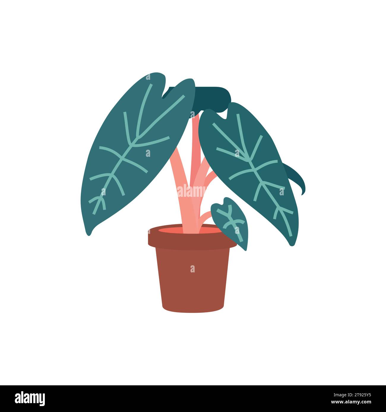 Vector isolated illustration with exotic Alocasia in ceramic pot. Poster for professional guide about growing plants at home. Flat concept about care Stock Vector