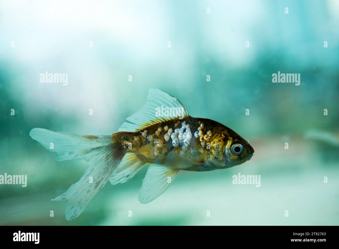 Colorful fish swimming in an aquarium Stock Photo