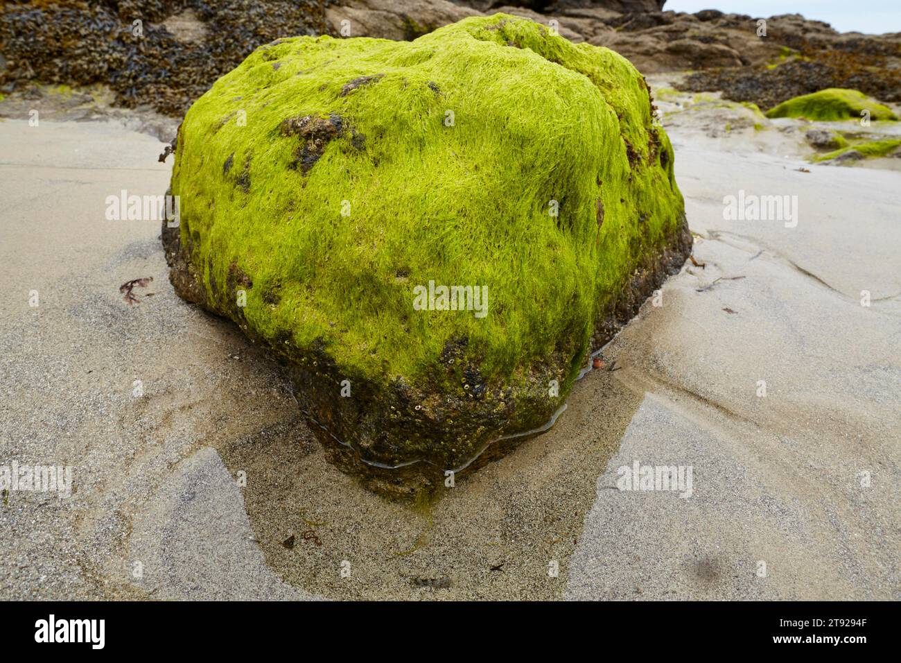 Seaweed on a rock on the beach of Dinard, Ille-et-Vilaine, Brittany, France Stock Photo