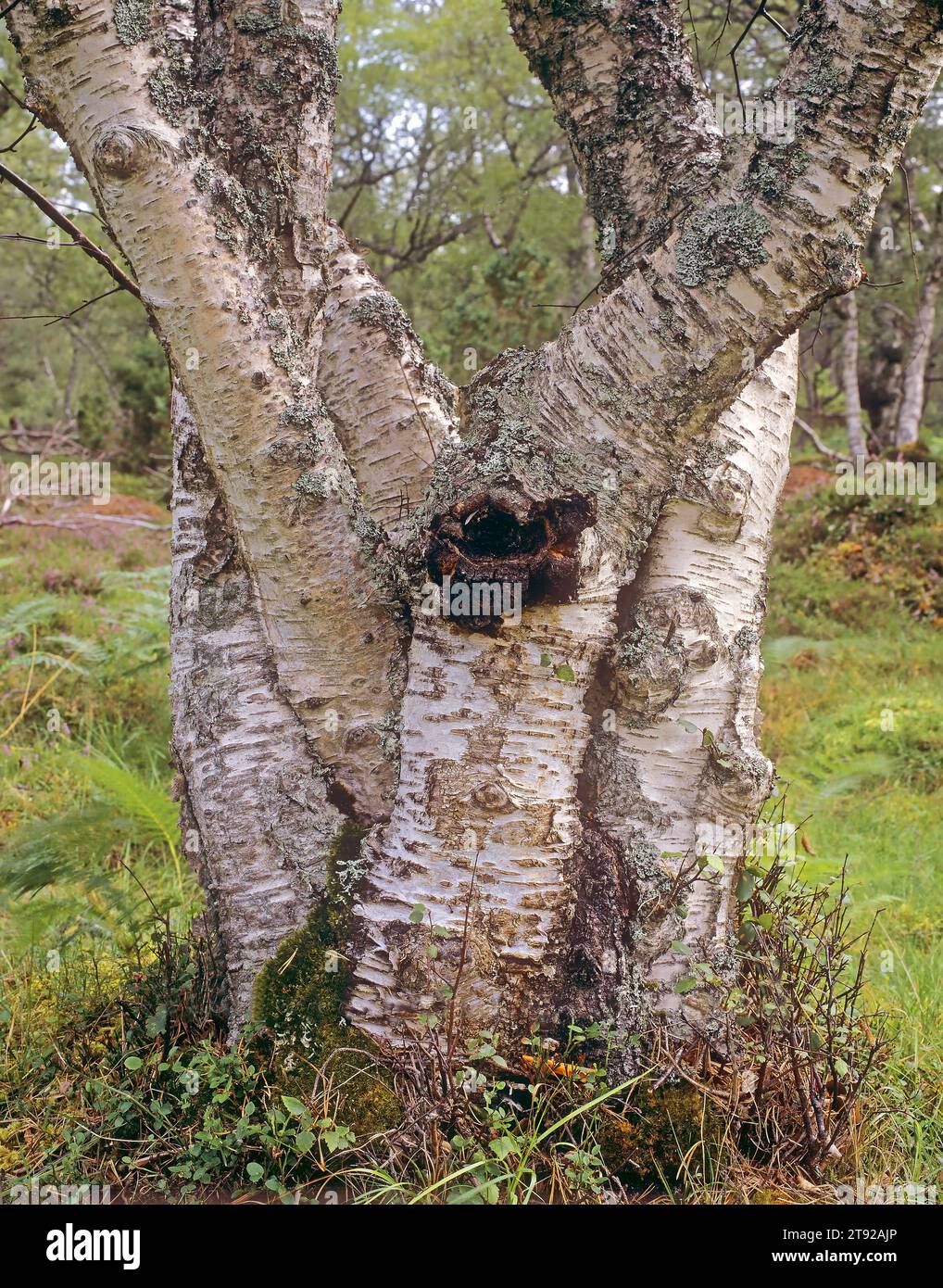 Several interwoven silber birch trunks. Betula pendula Scotland Stock