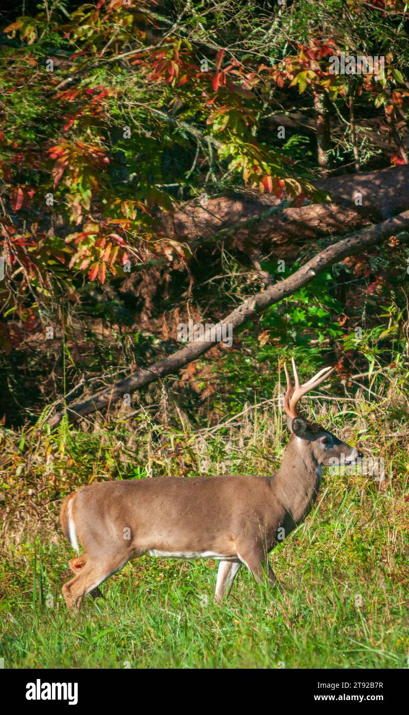 Whitetailed deer at the Smoky Mountain National Park, North Carolina