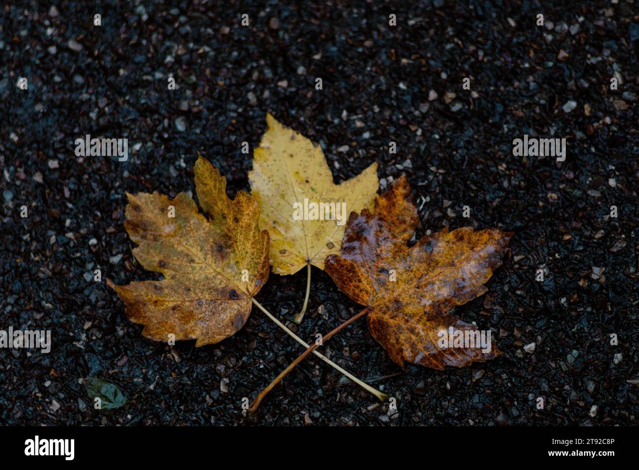 A pile of yellow leaves lying on the ground Stock Photo - Alamy