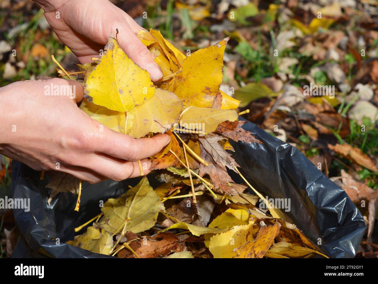 Gardener cleanup and collect colorful yellow fallen leaves in a black bag in the garden. Stock Photo