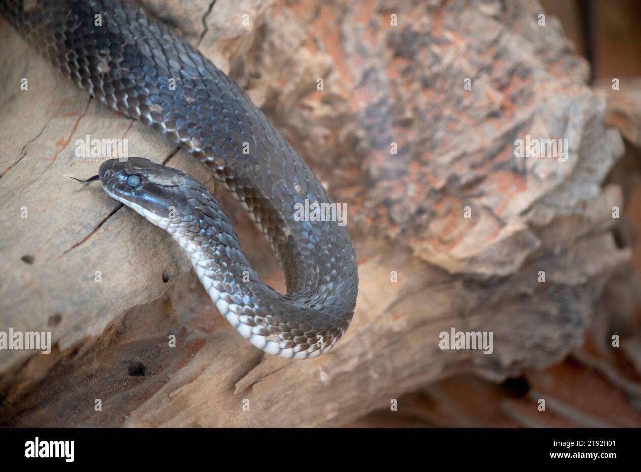 the tiger snake is slithering on a log, it has its tongue out Stock Photo