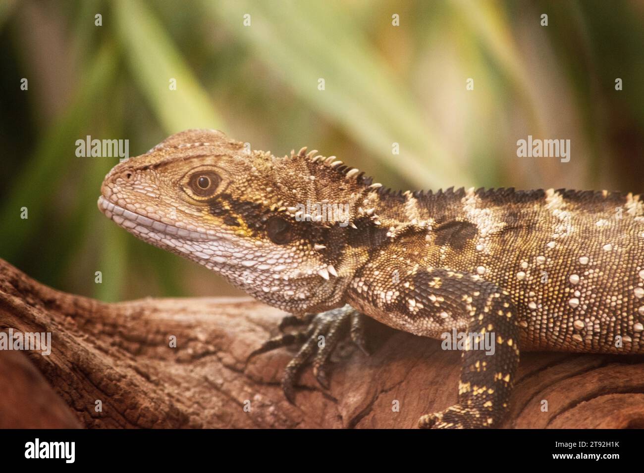 The Water Dragon can be identified by a distinctively deep angular head and nuchal crest of spinose scales that joins the vertebral crest extending do Stock Photo