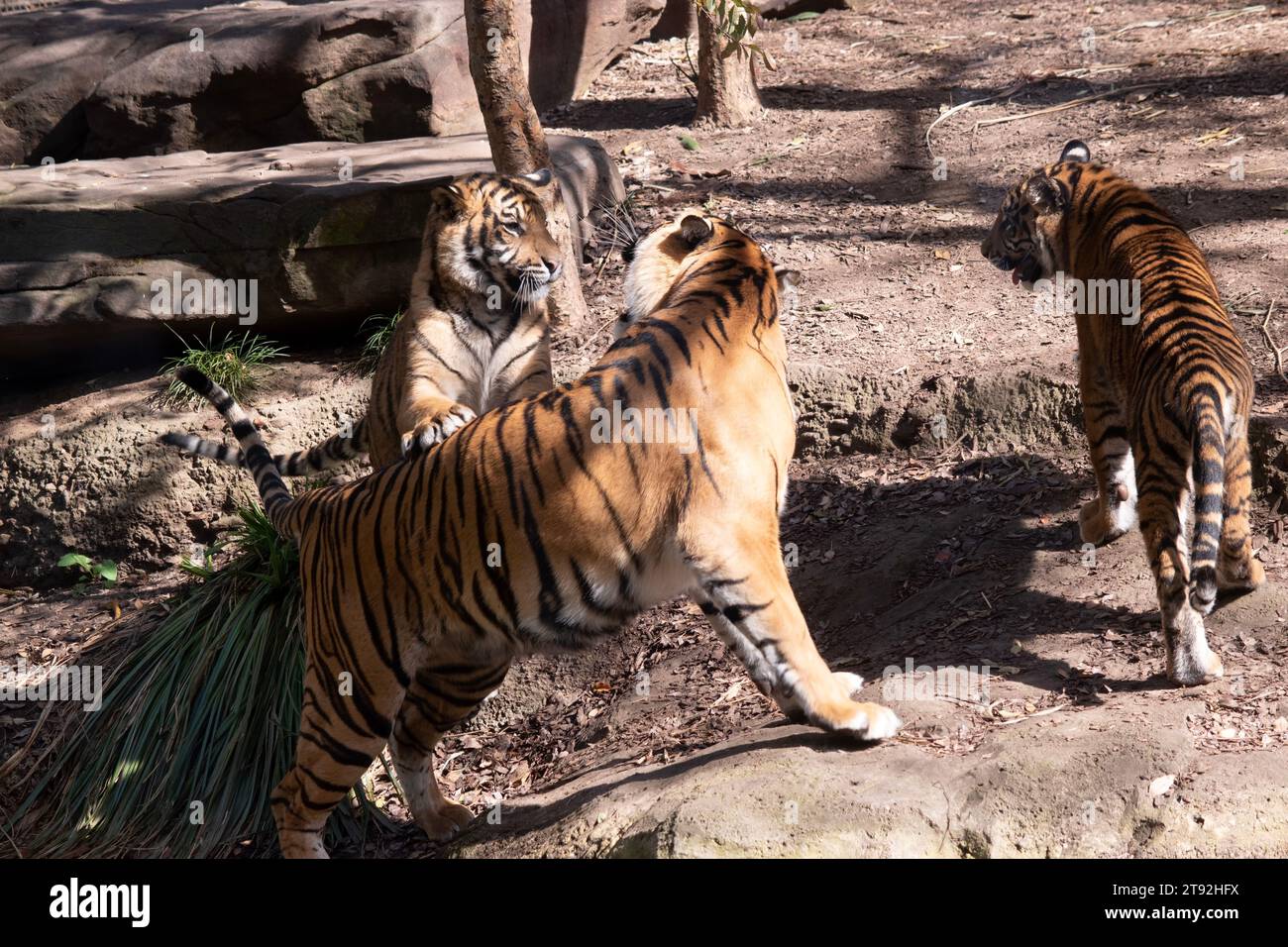 Young tigers have a coat of golden fur with dark stripes, the tiger is