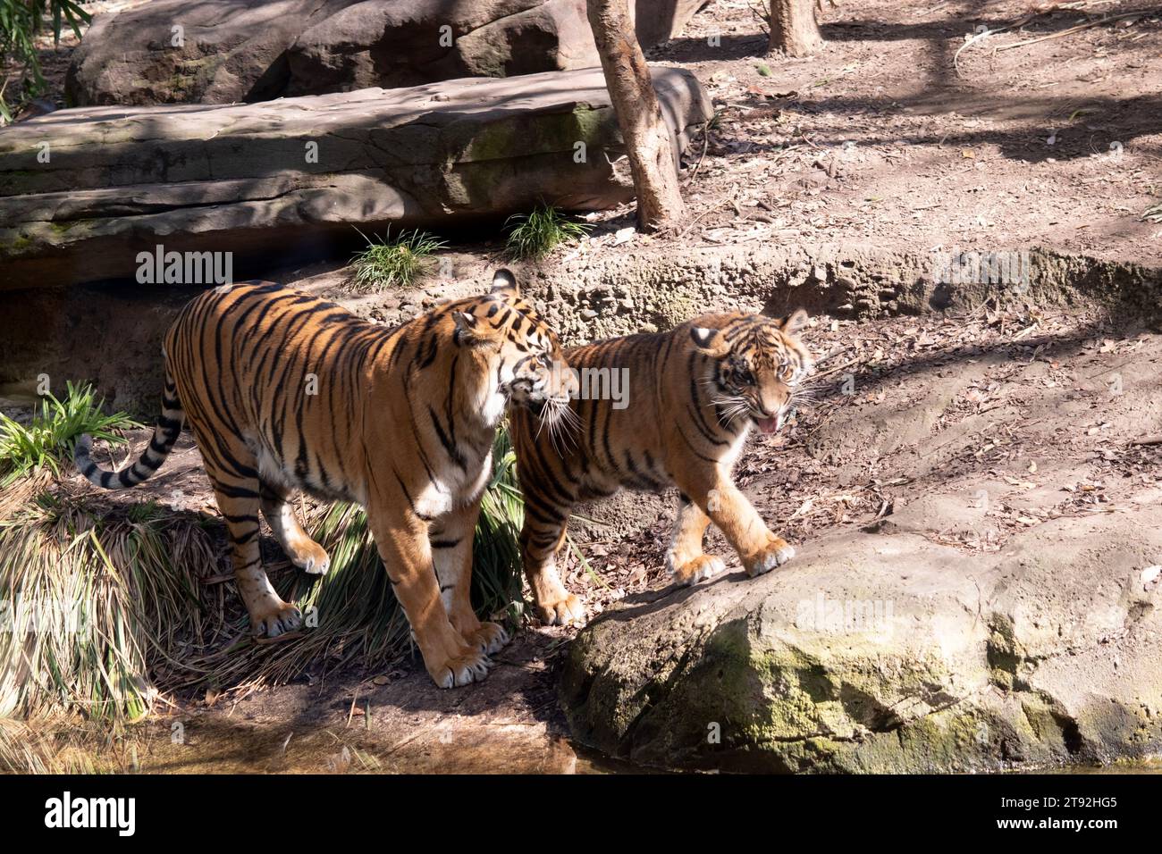 Young tigers have a coat of golden fur with dark stripes, the tiger is