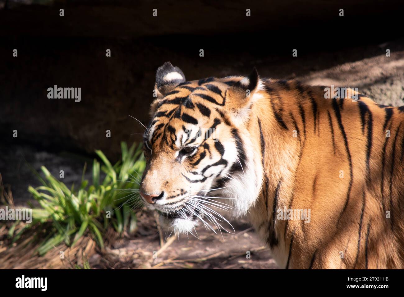 Young tigers have a coat of golden fur with dark stripes, the tiger is