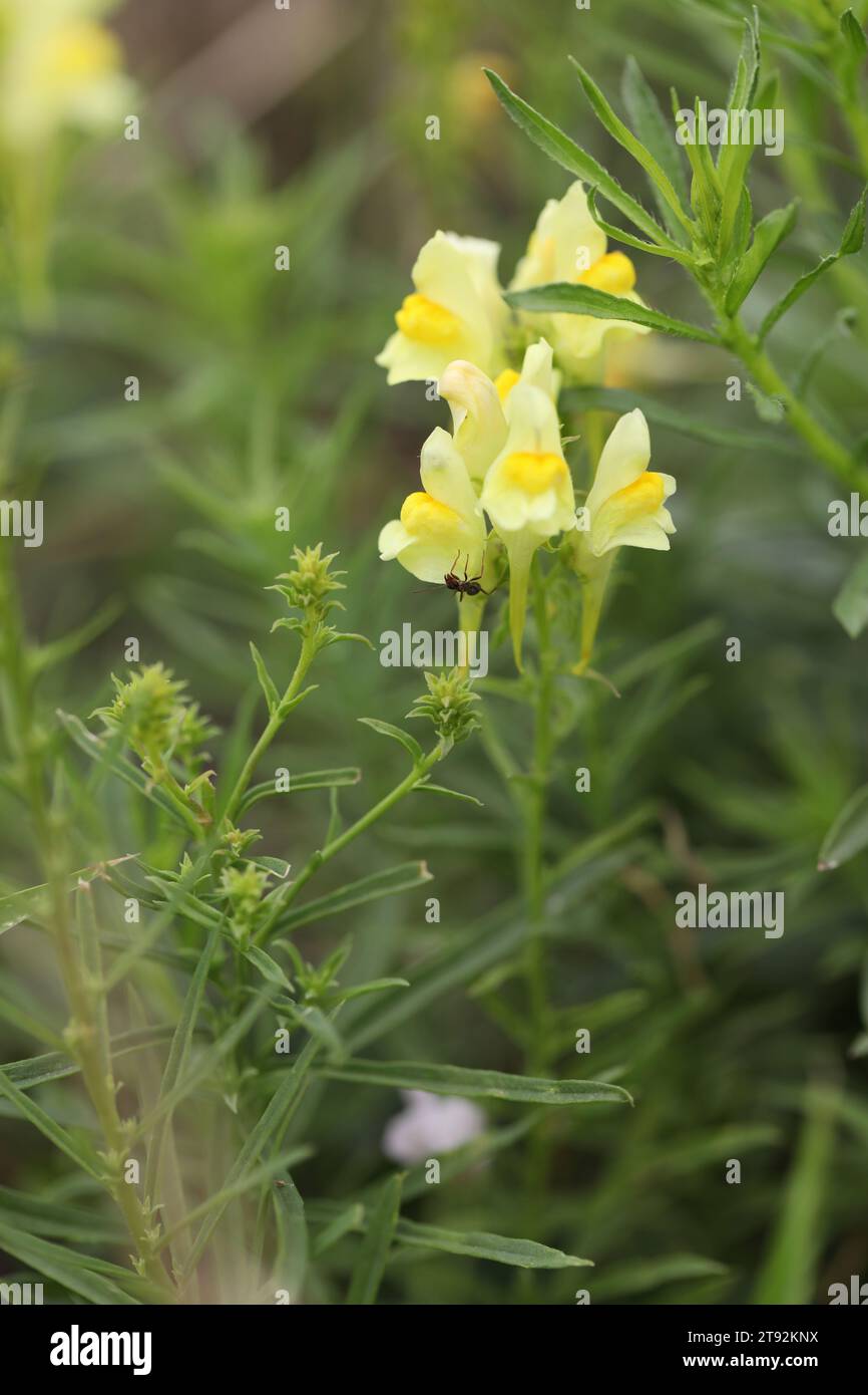 Common toadflax yellow flowers in the grass in garden Stock Photo