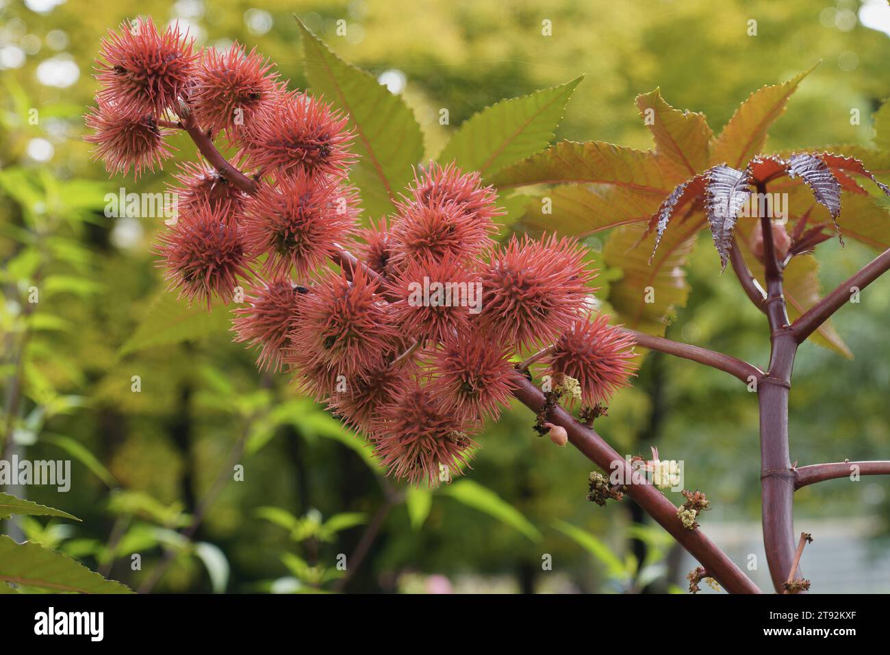 the fruits of the castor bean or castor oil plant, Ricinus communis, Euphorbiaceae Stock Photo