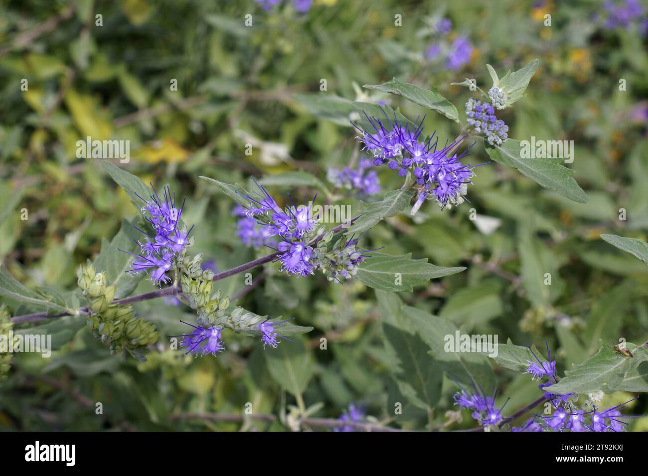 plant in bloom of Heavenly Blue or bluebeard, branch with flowers and leaves, Caryopteris × clandonensis, Lamiaceae Stock Photo