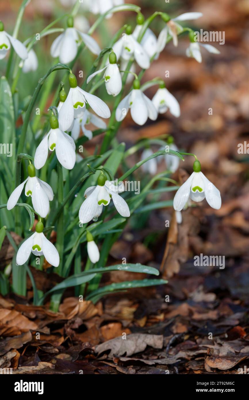 Galanthus nivalis, snowdrop, common snowdrop, white flowers in early spring Stock Photo
