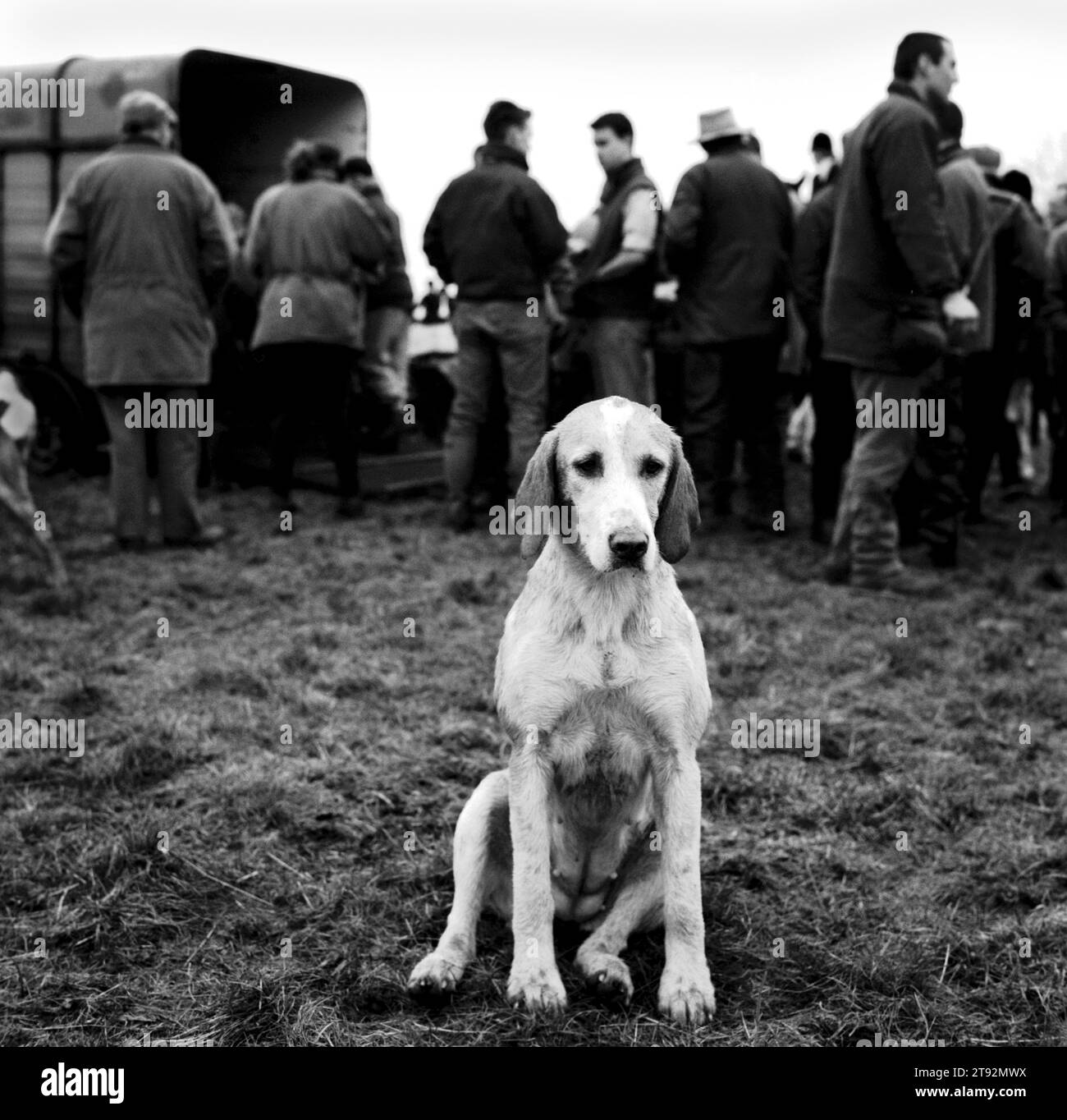 Duke of Beaufort Hunt. An old foxhound looking very sad and tired at the end of the days hunting. Hunters having a social occasion after the hunt. The Beaufort hunt fifteen and a half couple of hounds, though 60 couples (of hounds)  are kept in kennels. Luckington, Gloucestershire. England UK 2002 2000s HOMER SYKES Stock Photo