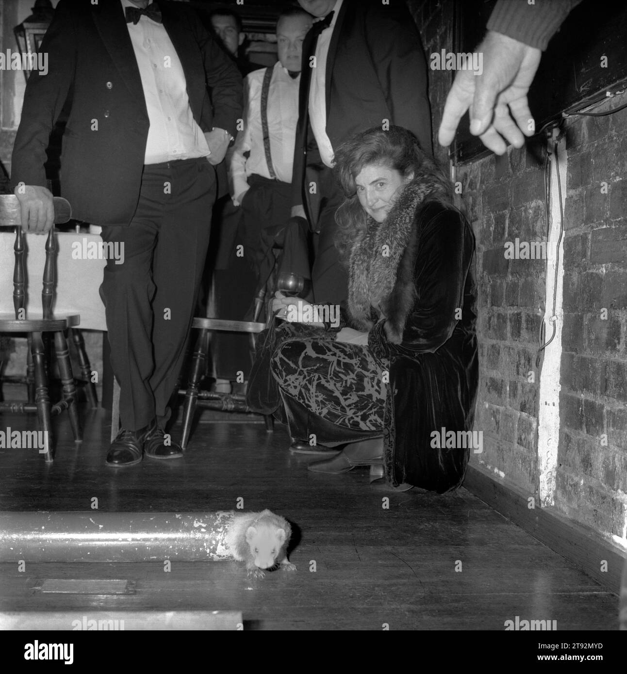 Ferret Racing Uk. Ferrets race through a long pipe, the first ferret out at the other end of the tube wins. The Valley Mink Hounds club evening get together in a Berkshire country pub. England UK 2000s 200s HOMER SYKES Stock Photo