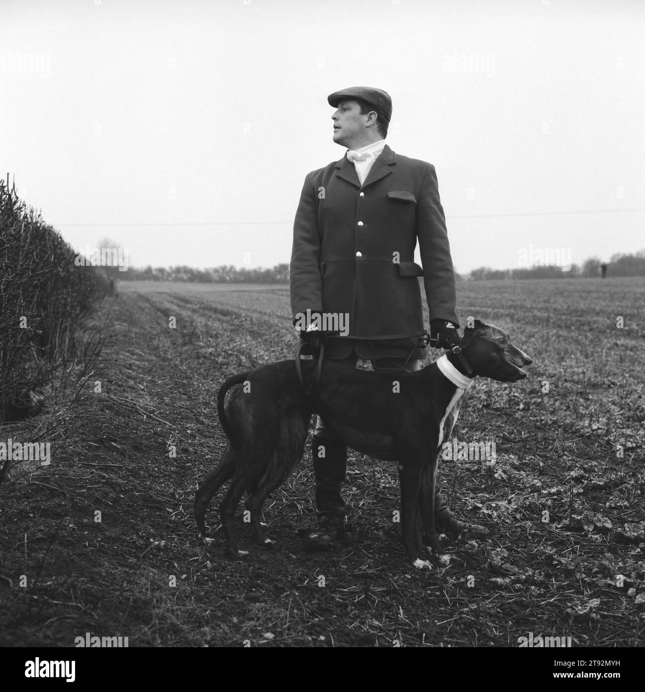 Hare Coursing. Slipper, Wayne Drew, with two greyhounds wearing
