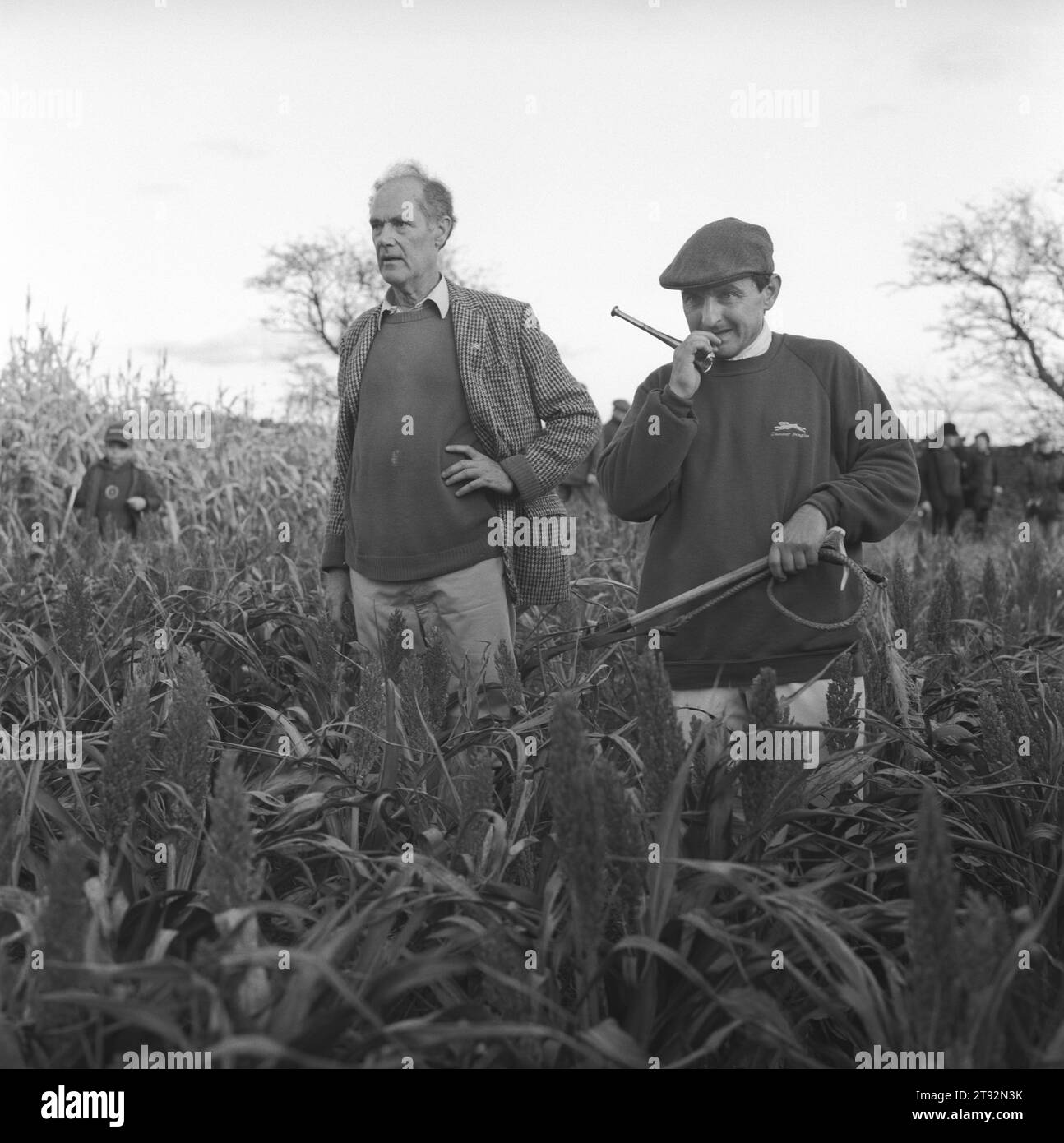 Beagling hunting hares and rabbit UK. The Dummer Beagles hunt hares and rabbits, followers follow on foot - walking.  Steven Duckmanton with hunting horn and whip, at a cull. Icomb, Gloucestershire, England 2002 2000s HOMER SYKES Stock Photo