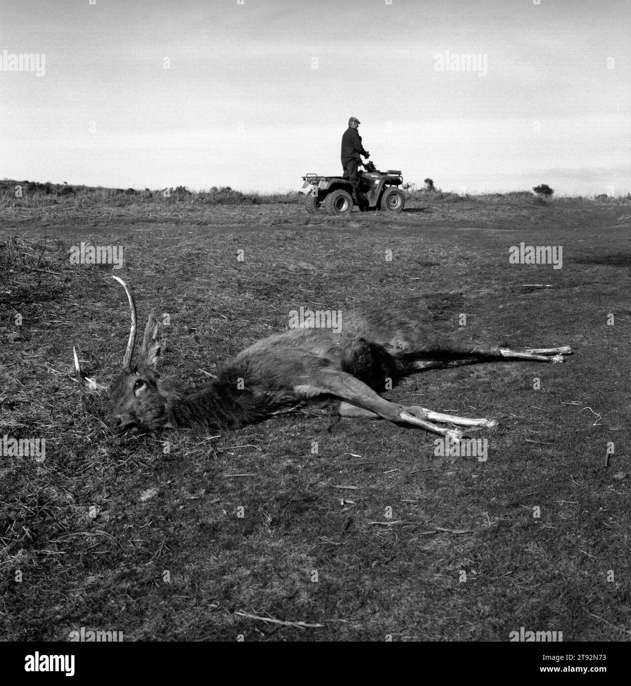 Stag country Black and White Stock Photos & Images Alamy