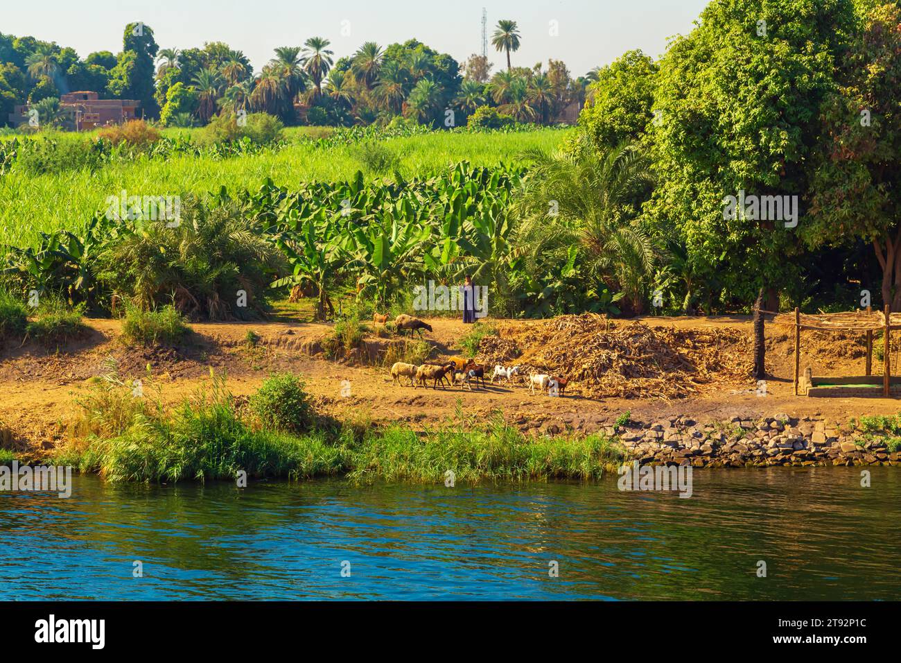Cultivated fields on the Nile River. A shepherd tends sheep. Cruise on the Nile.  Aswan, Egypt – October 20, 2023 Stock Photo