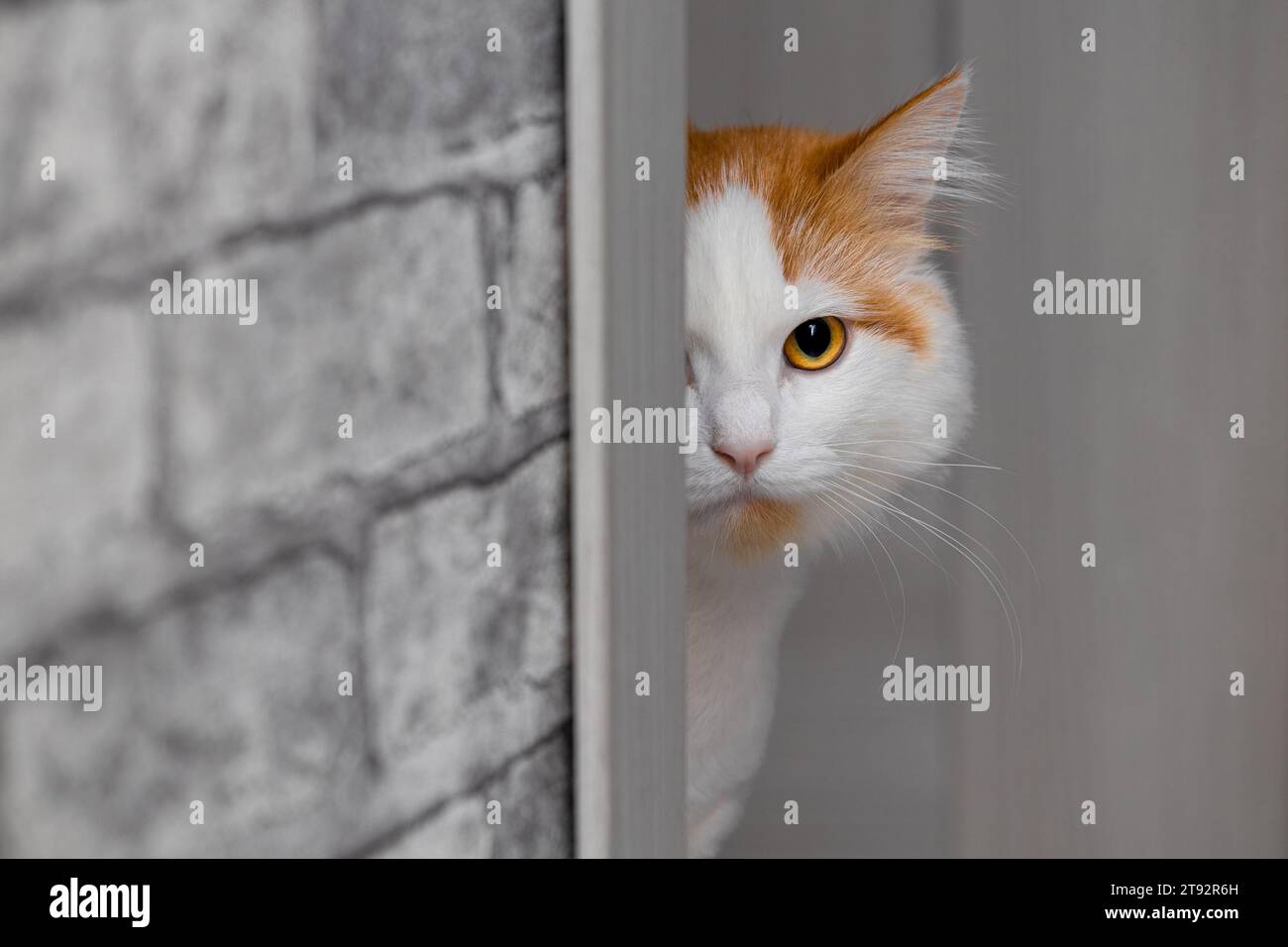 the cat peeks out from around the corner. cat hiding from man Stock Photo Alamy
