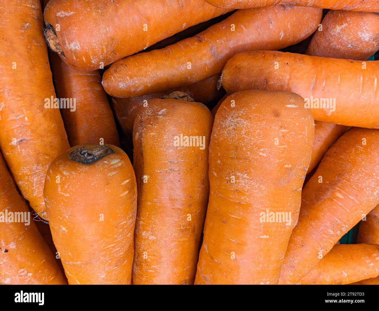 Lots of carrots, top view. Benefits of carrots, washed carrots, vitamin