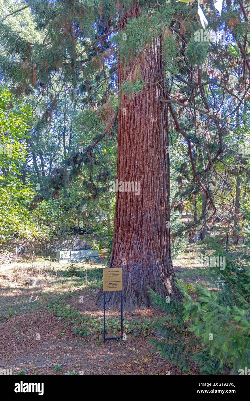 Sofia, Bulgaria - October 16, 2023: Giant Redwood Sequioa Tree Planted by King Ferdinand of Aragon Historic Landmark. Stock Photo