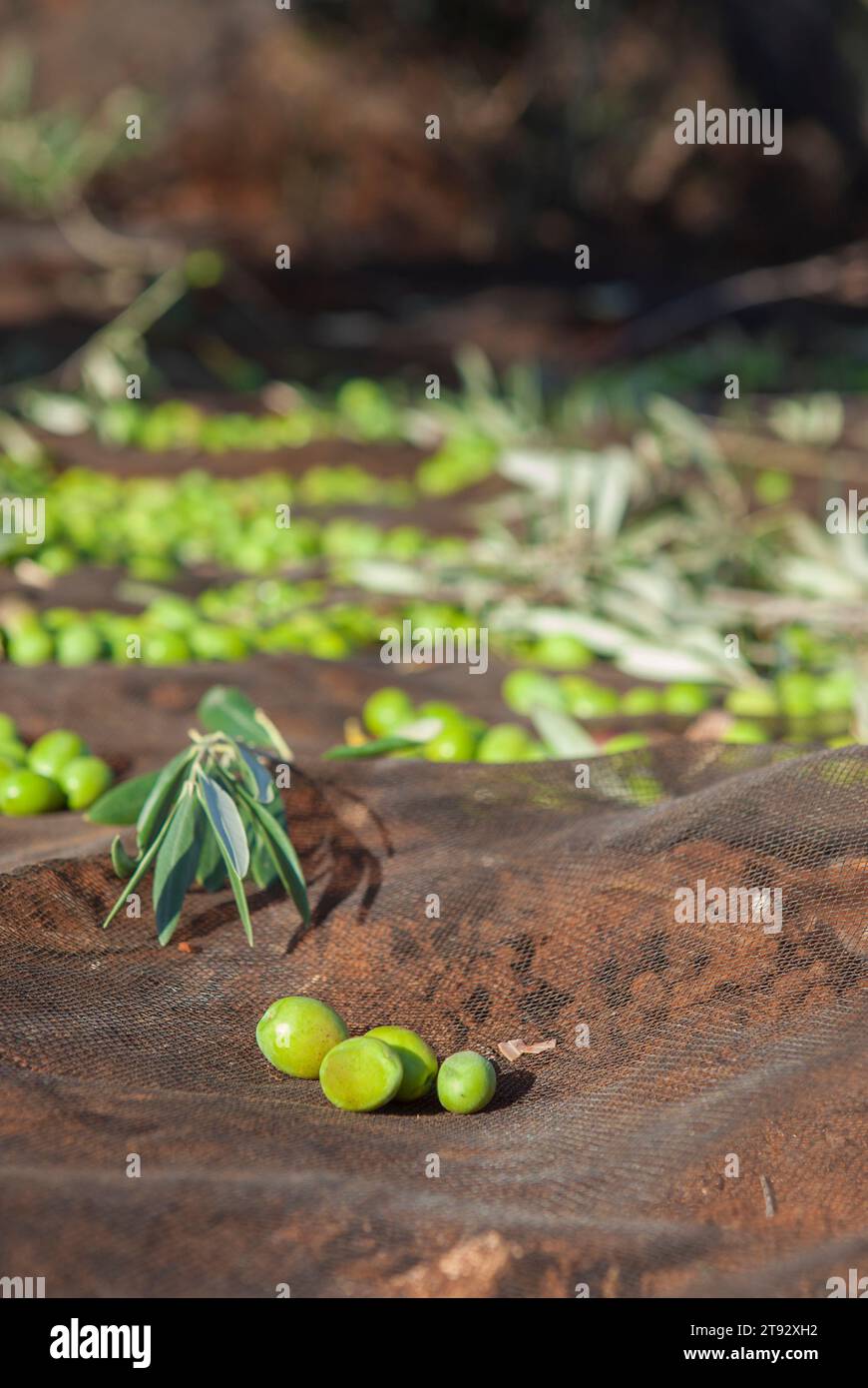 Green olives over collection net. Table olives harvest season scene Stock Photo