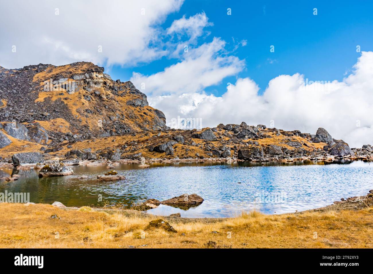 Blue himalayan hi-res stock photography and images - Alamy