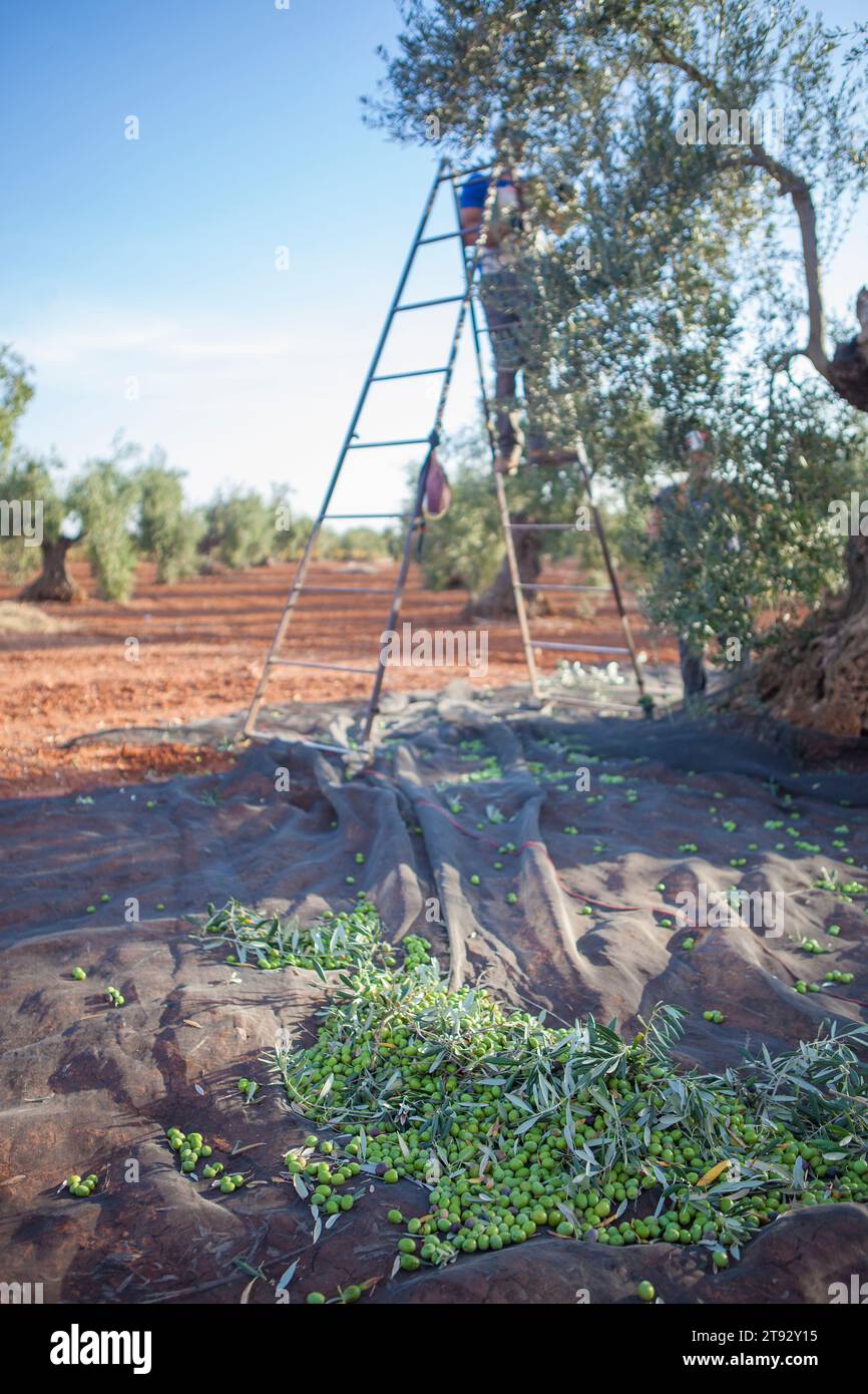 Olives collection net. Laborer picking olives on the ladder in the background Stock Photo