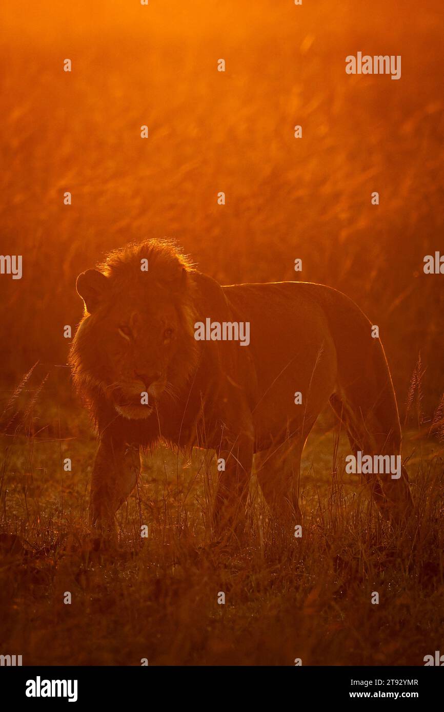 Masai mara lion hi-res stock photography and images - Alamy