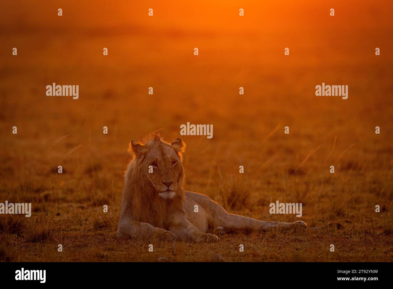 Lions of masai mara hi-res stock photography and images - Alamy