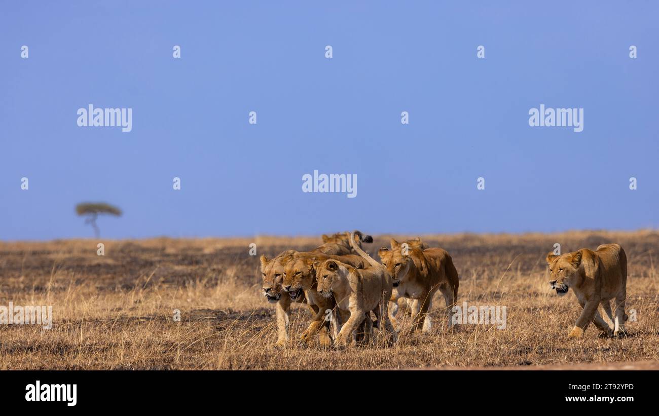 A pride of lions in Masai Mara Stock Photo - Alamy