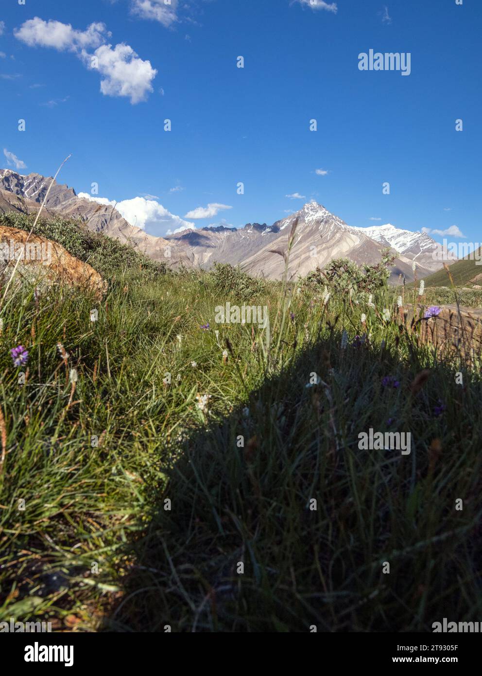 Landscape photo of a snow capped peak with lot of green grass and blue flowers in the foreground. Stock Photo