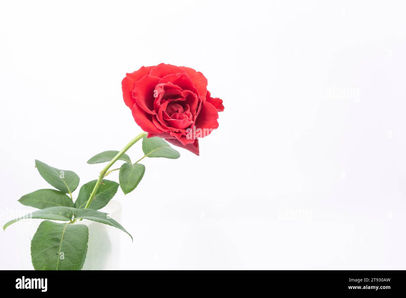 A beautiful and simple flower called a rose Stock Photo - Alamy