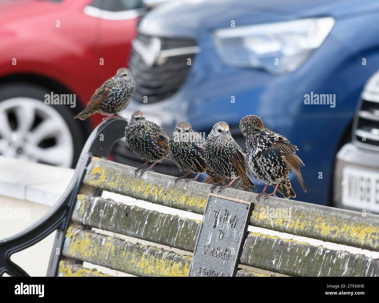 European starling Sturnus vulgaris, several perched on public bench preening and resting near car park, Cleveland, England, UK, August. Stock Photo