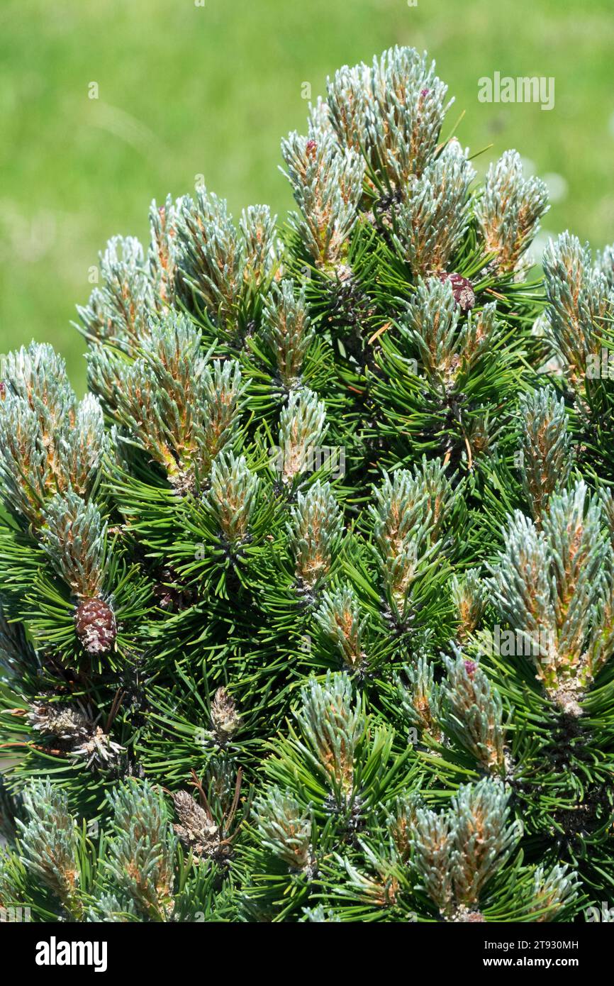 Mountain Pine, Pinus uncinata 'Heideperle' Stock Photo
