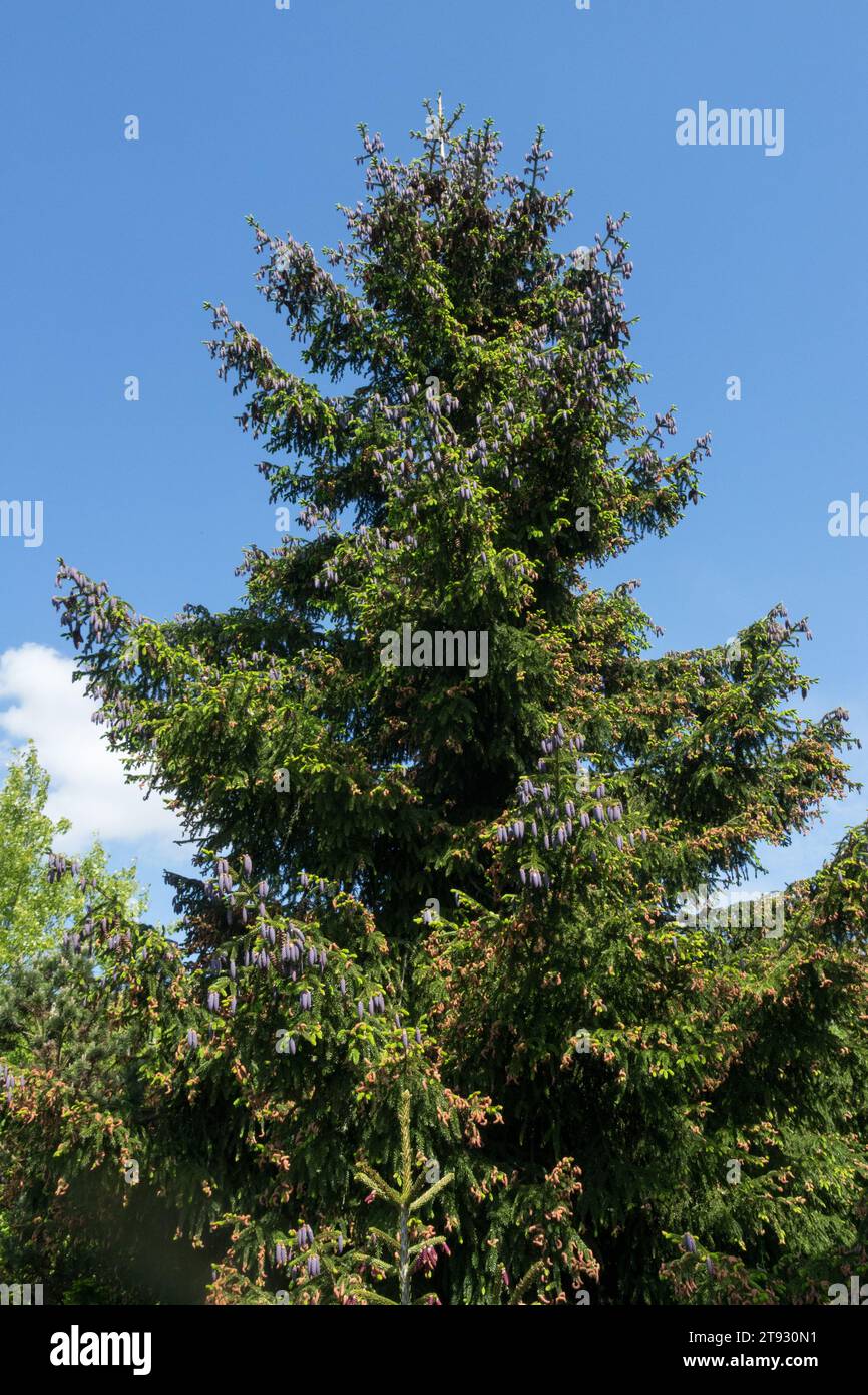 Oriental Spruce, Tree, Picea orientalis tree, Caucasian Spruce tree Stock Photo